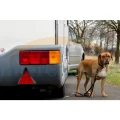 dogsitter-mobiler-ankerpunkt-fue.webp